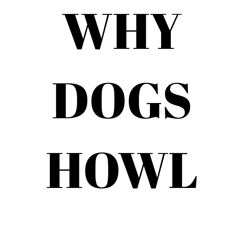 Why Dogs Howl